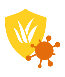 Aloe vera - raison 07