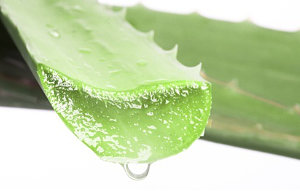 Aloe Vera et Forever : 40 ans
