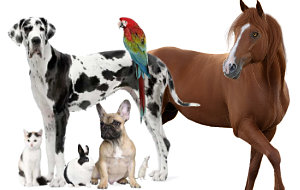 Animaux - Nos suggestions